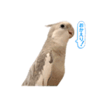 Minchopila 5（個別スタンプ：20）