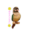 Minchopila 5（個別スタンプ：21）