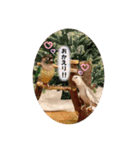 Minchopila 5（個別スタンプ：22）