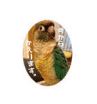 Minchopila 5（個別スタンプ：26）