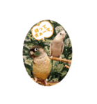 Minchopila 5（個別スタンプ：30）