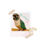 Minchopila 5（個別スタンプ：33）