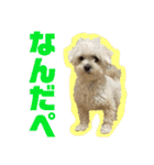 おかくんと仲間たち（個別スタンプ：1）