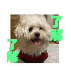おかくんと仲間たち（個別スタンプ：21）