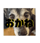 おかくんと仲間たち（個別スタンプ：25）