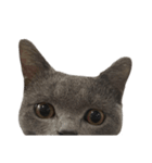 ブリティッシュのロウくん顔だけ絵文字（個別スタンプ：4）