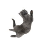 ブリティッシュのロウくん顔だけ絵文字（個別スタンプ：6）