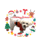 CoCoの日常◡̈⃝︎⋆︎*（個別スタンプ：14）