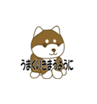 柴犬 あいさつ 001（個別スタンプ：7）