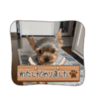 こむぎですが（個別スタンプ：2）