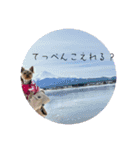 こむぎですが（個別スタンプ：6）