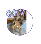 こむぎですが（個別スタンプ：9）