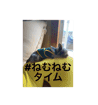 こむぎですが（個別スタンプ：14）