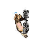 ラムちゃんすたぁんぷ（個別スタンプ：19）