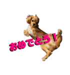 れんとりたとロイ②（個別スタンプ：7）