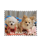 私のLUNA＆SEAだワン！！（個別スタンプ：11）
