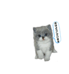 クマちゃんトラちゃん（個別スタンプ：2）