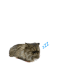 クマちゃんトラちゃん（個別スタンプ：6）