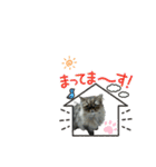 クマちゃんトラちゃん（個別スタンプ：12）