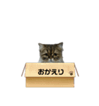 クマちゃんトラちゃん（個別スタンプ：14）