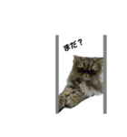 クマちゃんトラちゃん（個別スタンプ：16）