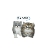 クマちゃんトラちゃん（個別スタンプ：26）
