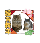クマちゃんトラちゃん（個別スタンプ：39）