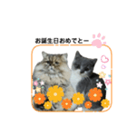 クマちゃんトラちゃん（個別スタンプ：40）