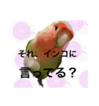 うちのbirdたち2（個別スタンプ：1）