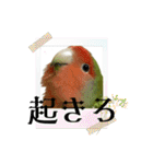 うちのbirdたち2（個別スタンプ：25）