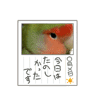 うちのbirdたち2（個別スタンプ：26）