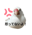 うちのbirdたち2（個別スタンプ：33）