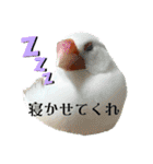 うちのbirdたち2（個別スタンプ：34）