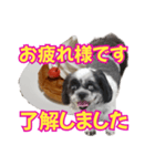 愛犬とスイーツ☆コラボ（個別スタンプ：31）