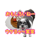 愛犬とスイーツ☆コラボ（個別スタンプ：39）