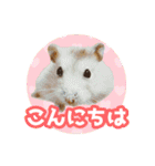 いろんな動物たちの日常スタンプ(敬語多め)（個別スタンプ：1）