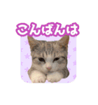 いろんな動物たちの日常スタンプ(敬語多め)（個別スタンプ：2）
