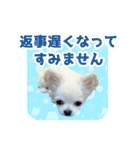 いろんな動物たちの日常スタンプ(敬語多め)（個別スタンプ：4）