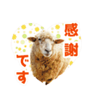 いろんな動物たちの日常スタンプ(敬語多め)（個別スタンプ：6）