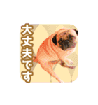 いろんな動物たちの日常スタンプ(敬語多め)（個別スタンプ：12）