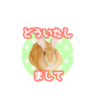 いろんな動物たちの日常スタンプ(敬語多め)（個別スタンプ：13）