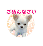 いろんな動物たちの日常スタンプ(敬語多め)（個別スタンプ：14）