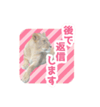 いろんな動物たちの日常スタンプ(敬語多め)（個別スタンプ：16）