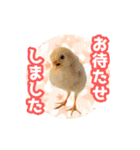 いろんな動物たちの日常スタンプ(敬語多め)（個別スタンプ：17）