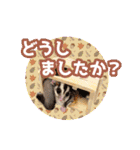 いろんな動物たちの日常スタンプ(敬語多め)（個別スタンプ：19）