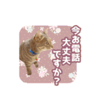 いろんな動物たちの日常スタンプ(敬語多め)（個別スタンプ：20）