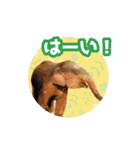 いろんな動物たちの日常スタンプ(敬語多め)（個別スタンプ：21）