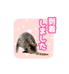 いろんな動物たちの日常スタンプ(敬語多め)（個別スタンプ：24）