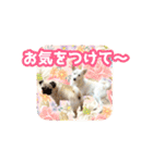 いろんな動物たちの日常スタンプ(敬語多め)（個別スタンプ：25）