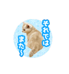 いろんな動物たちの日常スタンプ(敬語多め)（個別スタンプ：26）